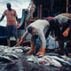 A Chinese fishermen and three local sailors clean recently caught shark.